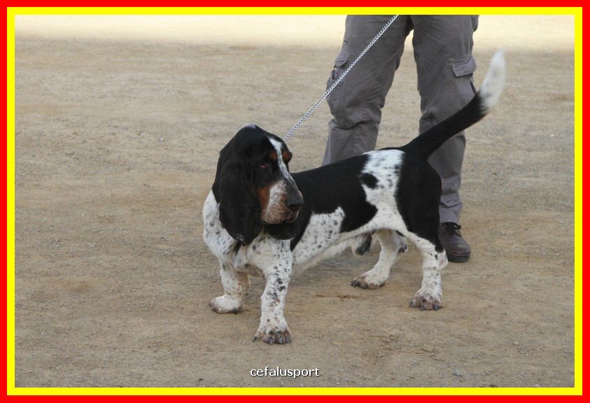 180311 mostra_canina 136.jpg